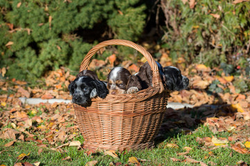Fototapeta na wymiar English Cocker Spaniel puppy in basket