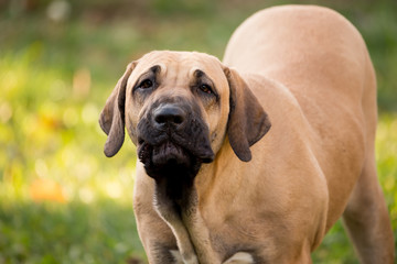 puppy of Fila Brasileiro (Brazilian Mastiff)