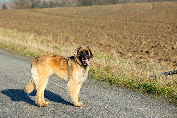 purebred Leonberger dog outdoors