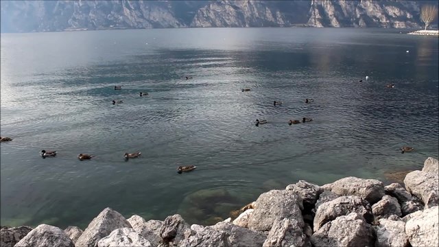 ducks on Lake Garda, Malcesine