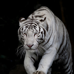 Naklejka premium niebezpieczeństwo biały tygrys na czarnym tle