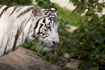 Side face portrait of a white bengal tiger in the forest