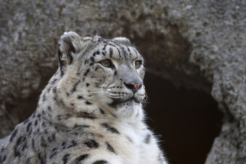 Half face portrait of a snow leopard