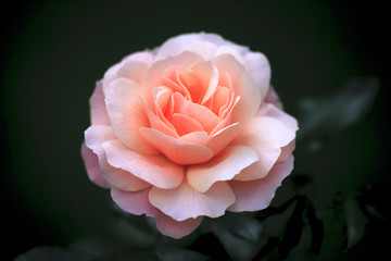 single cream rose on dark background