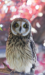marsh owl on pink blur background