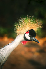  crowned crane on colorful background