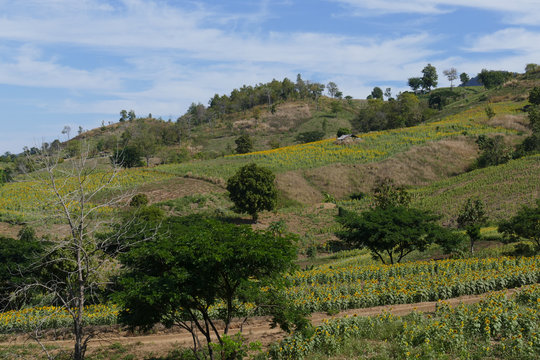 sunflower field on the mountain