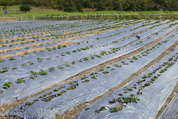 strawberry growing in the agricultural farm