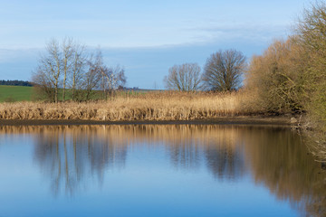 Fototapeta na wymiar reeds at the pond