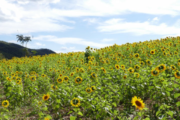 Obraz premium sunflower field on the mountain