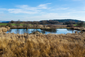 reeds at the pond