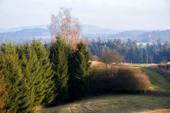 Vysocina landscape with forest