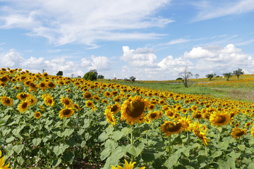Obraz premium sunflower field on the mountain