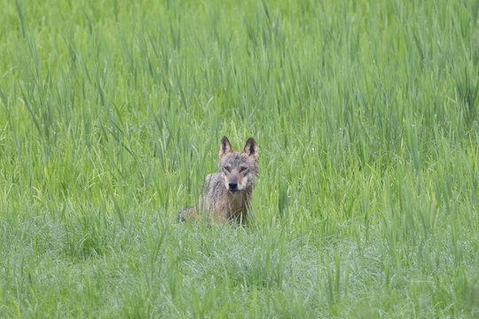 Fototapeta Europäischer Grauwolf in freier Wldbahn