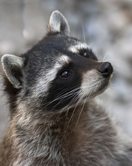 Begging look of a racoon
