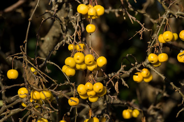 yellow Crab Apples Golden Hornet