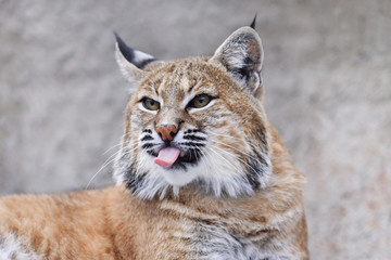 red (Canadian) bobcat with pink tongue