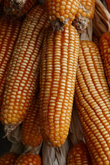 corn hanging on the wall
