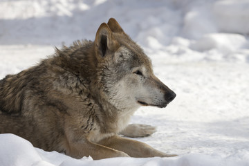 Sad eyes of an old wolf, lying on snow