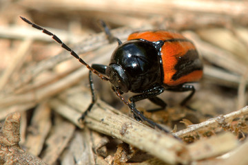 Cryptocephalus bipunctatus beetle amongst undergrowth. A beetle in the Chrysomelidae family, known as the leaf and seed beetles
