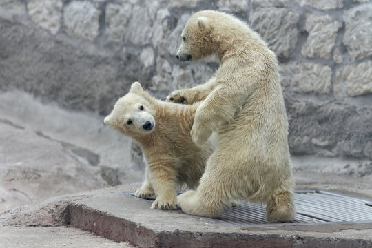 wrestling of polar bear kids