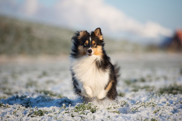 happy sheltie dog running outdoors in winter