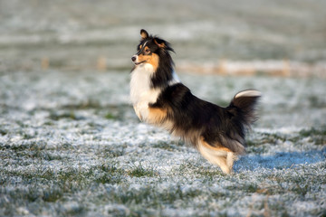 sheltie dog jumping outdoors