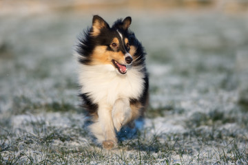 happy sheltie dog outdoors