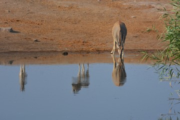 Fototapeta na wymiar Elenantilope (Taurotragus Oryx) am Wasserloch im Etosha Nationalpark