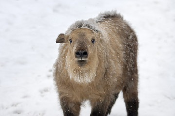 Snowy cub of takin