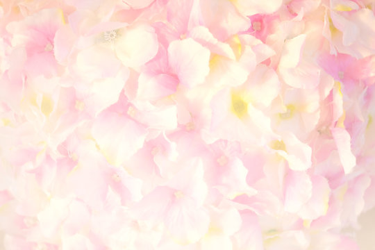 Fototapeta Soft focus of roses flower on sweet color