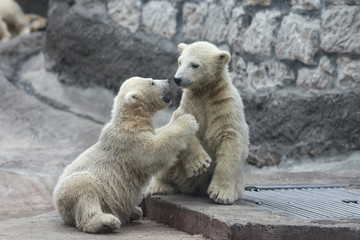 Low attack of a polar bear cub against his sibling