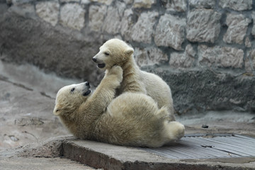 Fototapeta premium Childhood of polar bear cubs