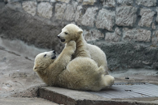 Childhood of polar bear cubs