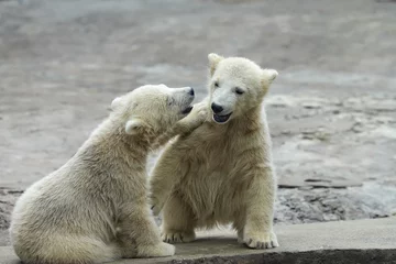 Photo sur Plexiglas Ours polaire Deux jeunes frères et sœurs d& 39 ours polaires racontent des histoires de bébé