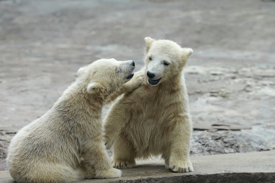 Two young siblings of polar bear are telling baby stories