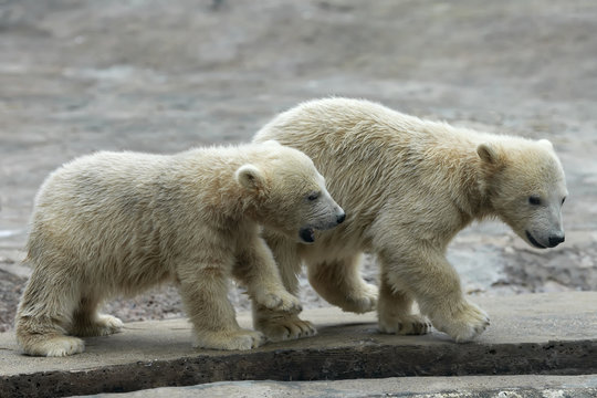 Two young polar bear cubs in quest of adventure