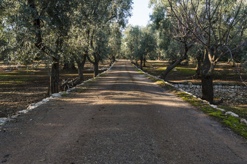 Viale Ulivi, Valle d'Itria