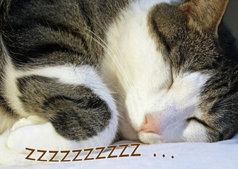 Fototapeta na wymiar Cozy and content - the family cat sleeping soundly on his pillow catching some zzz's 