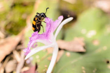 Beetle eating the flowers