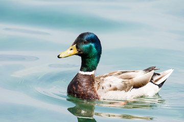 Swimming male wild duck