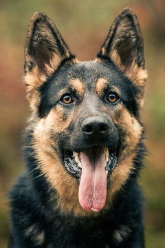 German Shepherd head