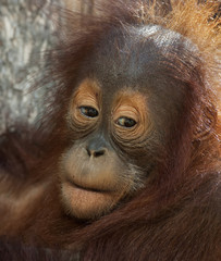 Naklejka premium Side look of an orangutan baby. Sad eyes a young great ape. Human expression on the face of a man-like monkey. Cute animal in shaggy red fur.