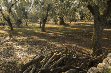 Catasta di legna tra gli ulivi, Puglia