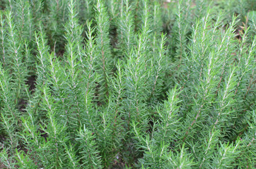 Rosemary herb