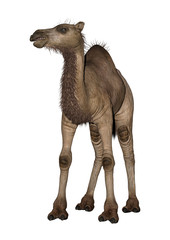 Dromedary or Arabian Camel