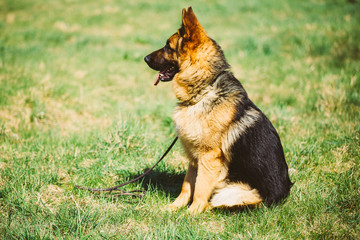 Brown German Shepherd Dog Sitting In Green Grass