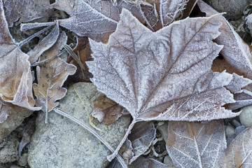 foglie gelate