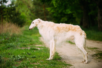 Obraz premium White Russian Wolfhound Dog, Borzoi, Hunting dog, Sighthound sta