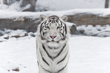 Fototapeta na wymiar snow cat